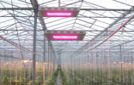 ENELTEC перейти к сельскому хозяйству светодиодного освещения рынка